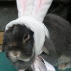 Bunny as a Bunny!