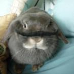 Rabbit, Bunny, Moustache
