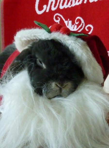 Santa Bunny after too many sherries...