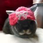 Rabbit, Bunny, Hat