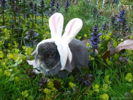 Easter bunny in garden