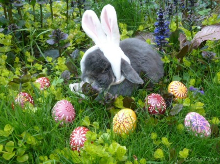 Easter bunny with Easter eggs